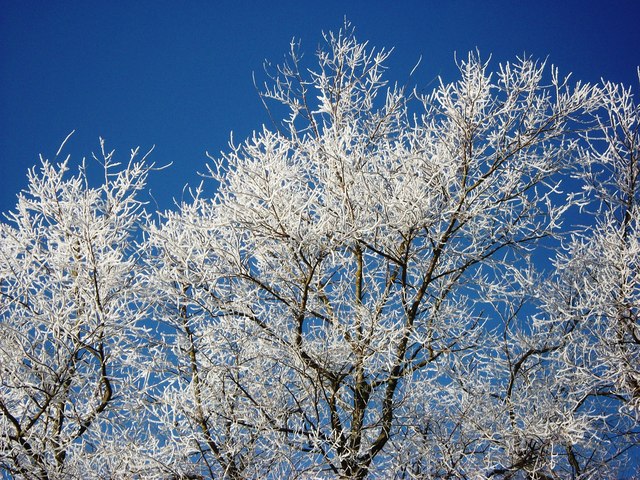 Detail of frost-covered trees, Cherry... © John Brightley cc-by-sa/2.0 ...