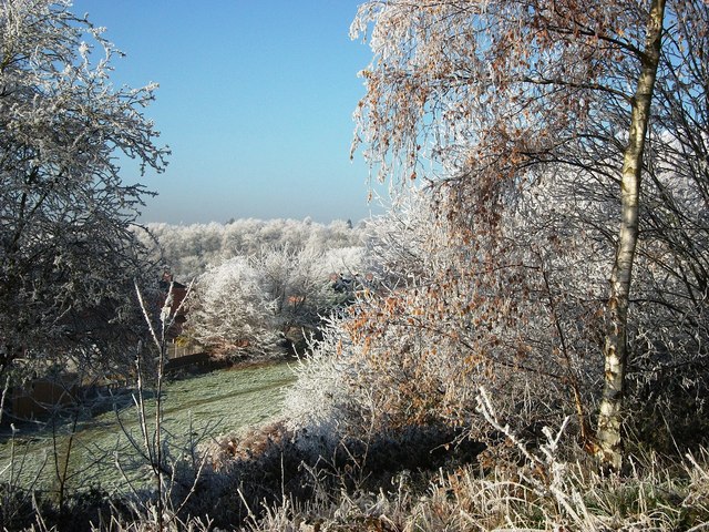 Frost-covered trees, Knowle Hill nature reserve