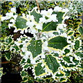 Rime on holly