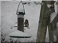 Goldfinch on feeder, Portrush