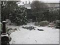 Pigeons feeding, Portrush