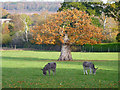 Donkeys Grazing near Burley