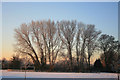 Frosted poplars