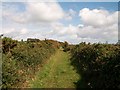 The Lecale Way south of the Ardilea estuary