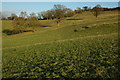 The slopes of Wistley Hill