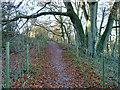 Bridleway up the South Downs