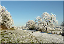 SO9095 : Frosted footpath towards Colton Hills, Wolverhampton by Roger  Kidd
