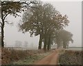 Trees by the lane near Pond Cottage