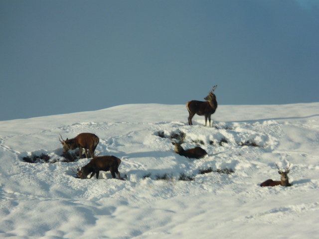 A group of stags resting in the snow