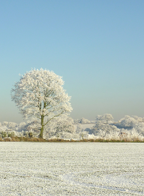 Frosted field and trees near Colton Hills, Staffordshire