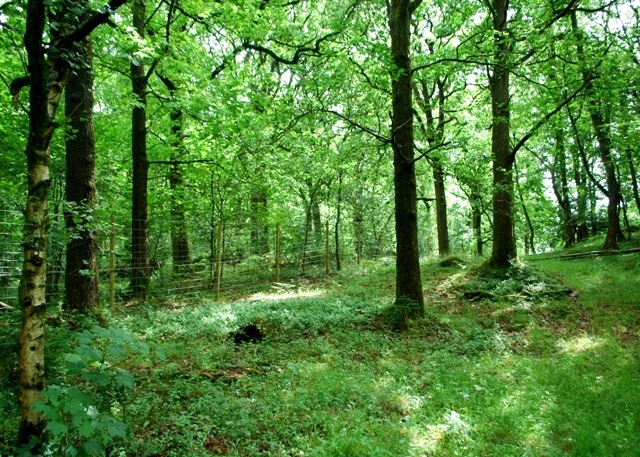 Roudsea Wood