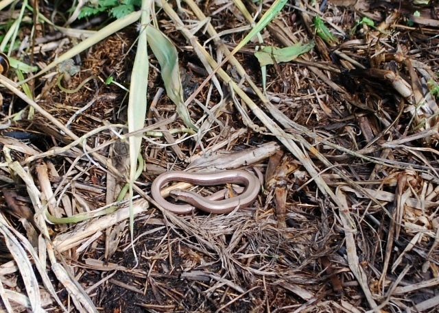 Slow worm [Angius Fragilis]