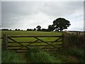 Horse sheltering under a tree