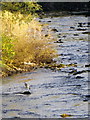 Heron, River Swale