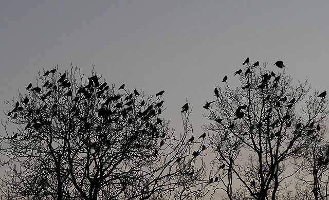 A congregation of jackdaws