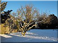 Tree in the churchyard