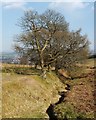 A burn beside the Stoneymollan Road