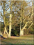 SO8995 : Trees in Muchall Park, Wolverhampton by Roger  D Kidd