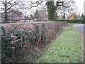 Hedge by Earlswood Road B93