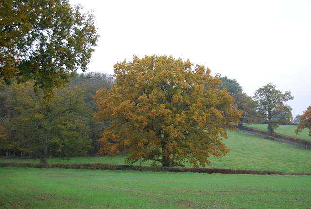 An Autumnal tree near Bullfinches