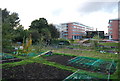 Allotment, Mill Rd