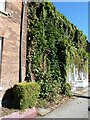 Ivy clad house in Wycombe End