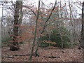 SP1774 : Dorridge Wood, Arden Drive B93 by Robin Stott