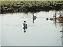 TM2682 : Swans on the River Waveney at Mendham by Adrian S Pye