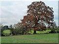 Oak near the kissing gate