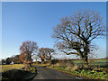 Country road towards Harleston, Norfolk