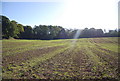 Spital Wood beyond winter wheat