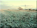 Frozen pasture