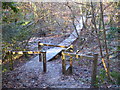 Boardwalk in Tehidy Woods