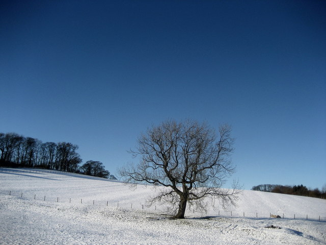 Lonely Tree near Bank Newton © Chris Heaton :: Geograph Britain and Ireland