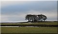NZ0626 : Clump of trees with fields near Woodland by Trevor Littlewood
