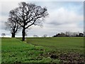 Trees along a vestigial field boundary