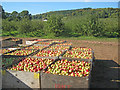 Apple harvest at Putley