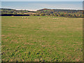 Large sheep pasture at Kynaston