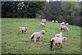 Woolly sheep by Rosemary Lane