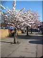 Cherry trees at Sidbury