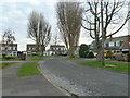 Winter trees in Kelsey Avenue