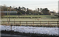 Shed and sheep at Greys Mallory 