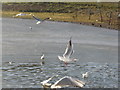 Telford: gulls in flight