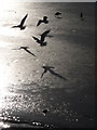 Telford: shadows on the iced up lake