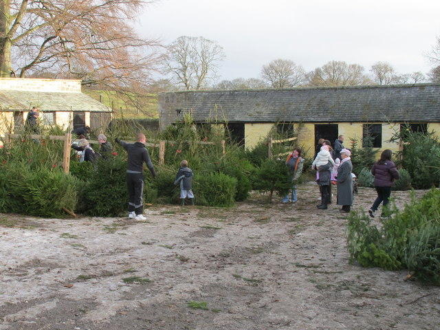 Christmas tree sales yard at Raby Castle