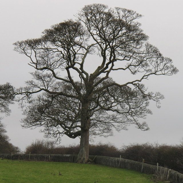 Tree in pasture by Raby Castle