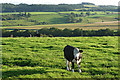 Farmland near Fourstones (2)