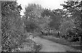 Path Between Earnshaw And Sorby Halls (Endcliffe Student Village)