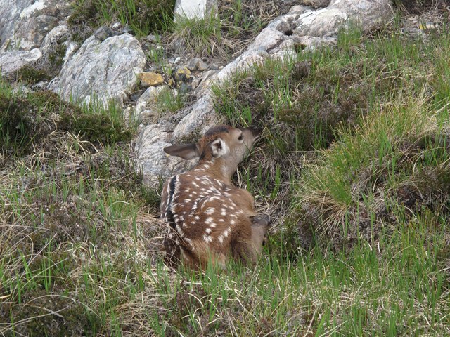Very Young Fawn