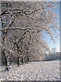 Trees in Roath Park playing field